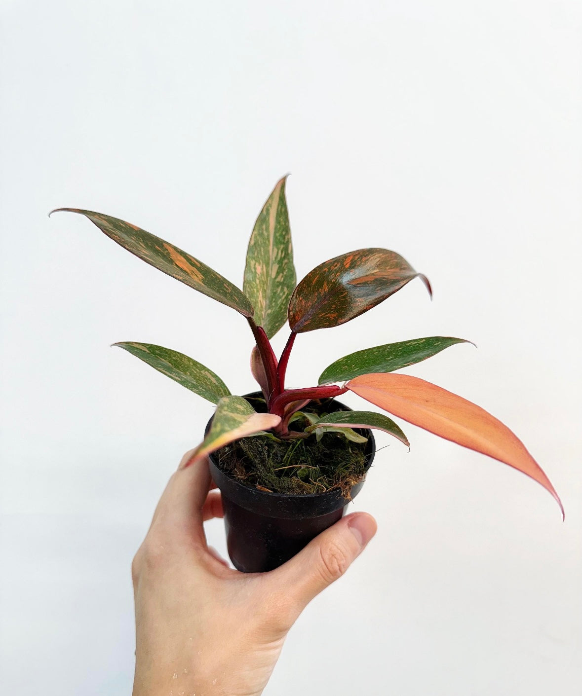 Philodendron Orange Princess Marble “4