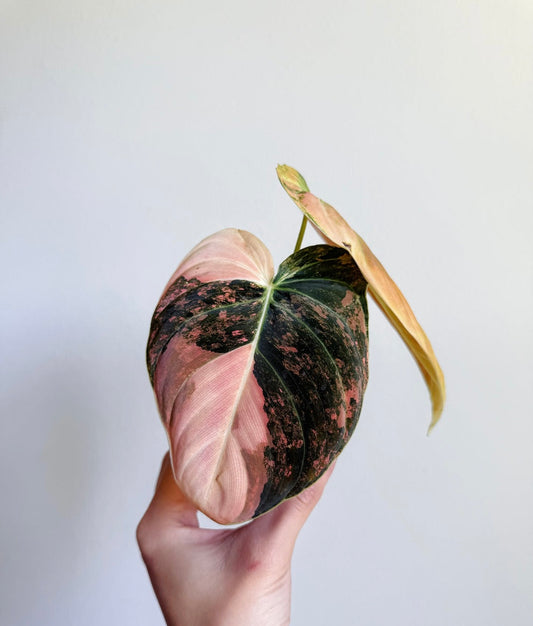 Philodendron Melanochrysum Variegado Naranja (Orange) “4