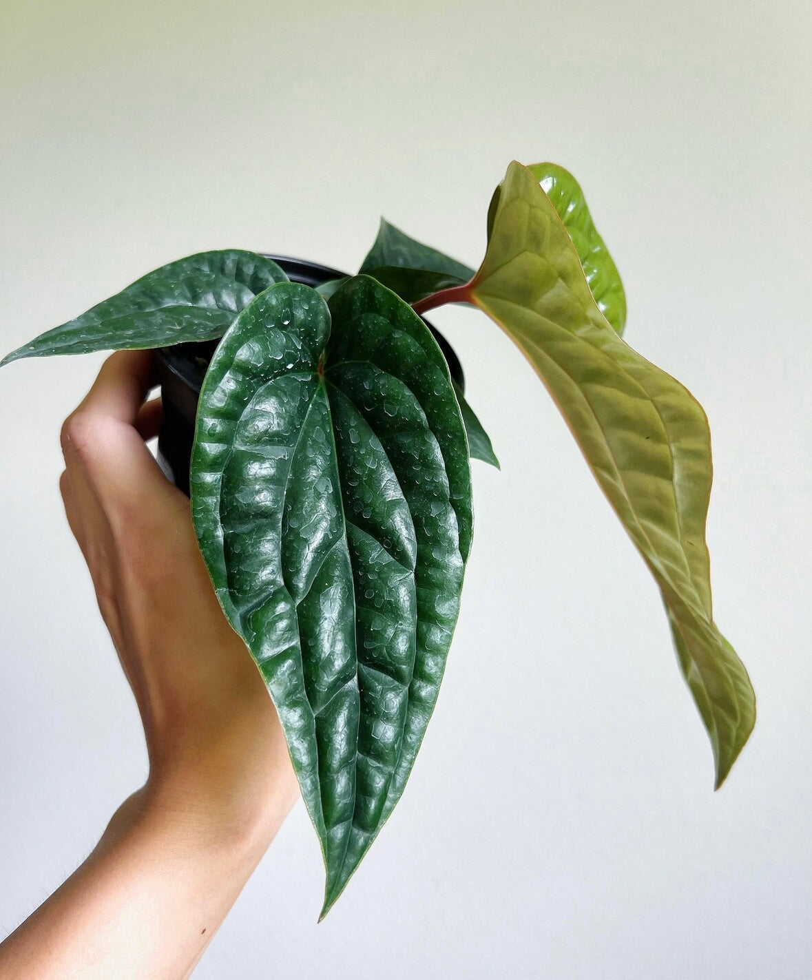 Anthurium Luxurians x Radicans "4