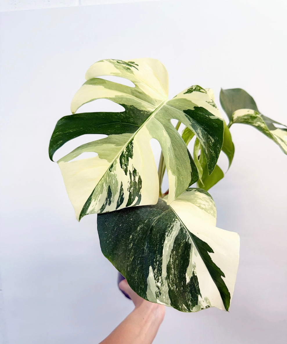 Monstera Borsigiana Albo "6