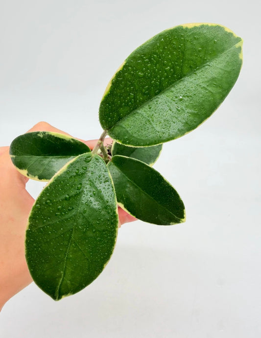 Hoya Blondie Variegado exterior “3