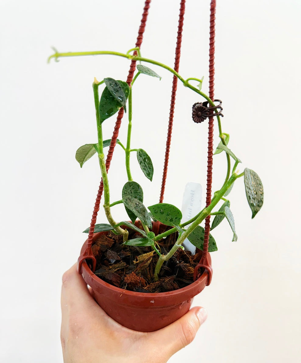 Hoya Lithophytica “4