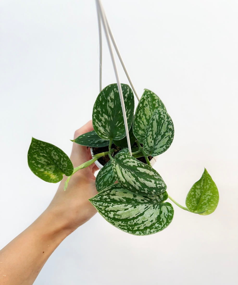 Scindapsus Tricolor “4