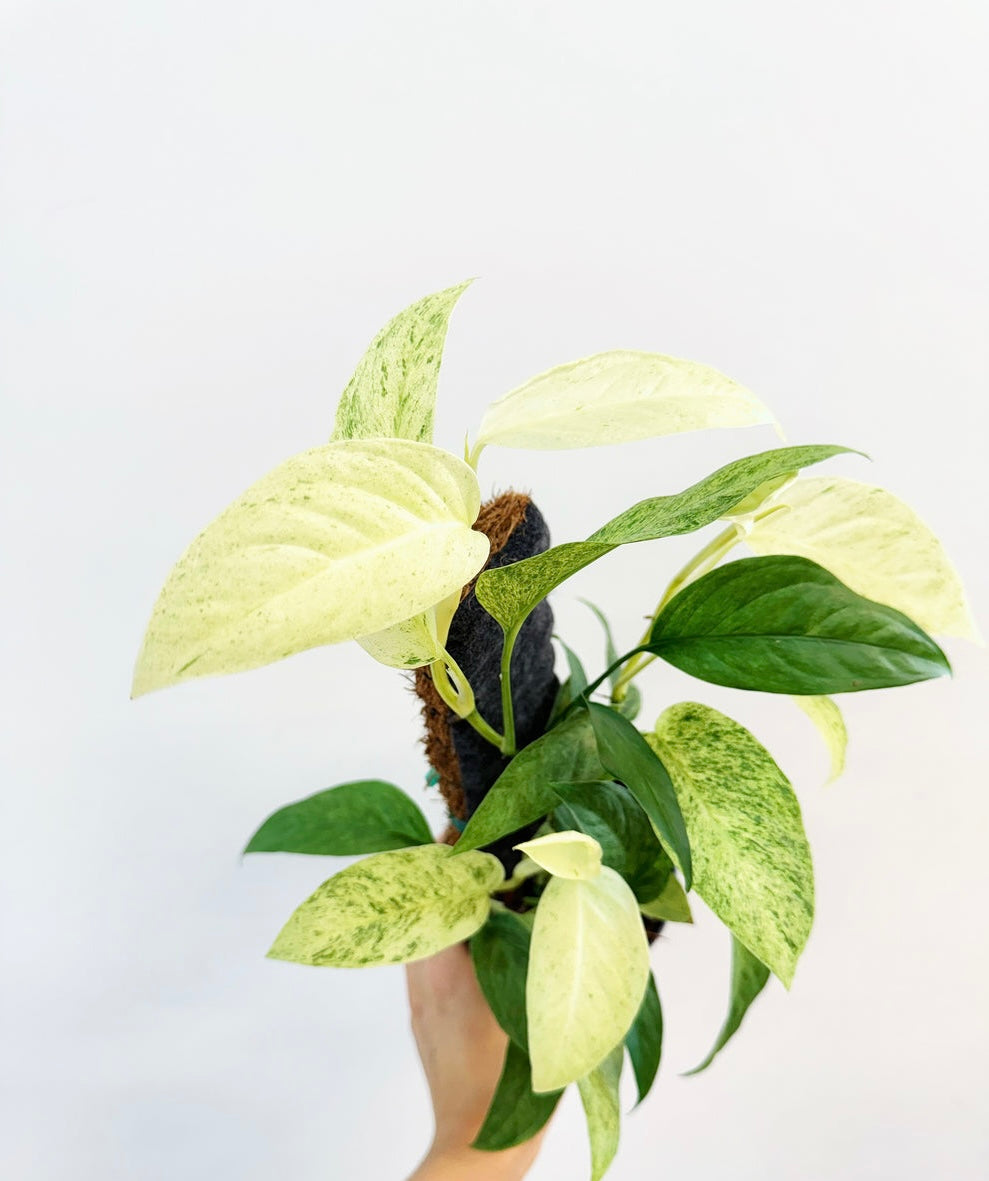 Monstera Laniata Mint "4