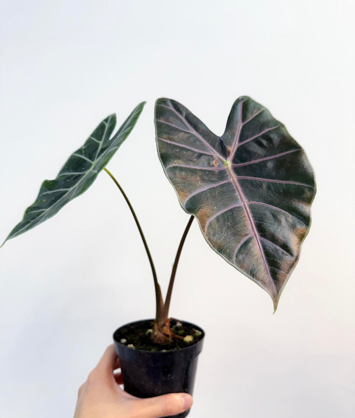 Alocasia Suhirmaniana Purple Vein “4