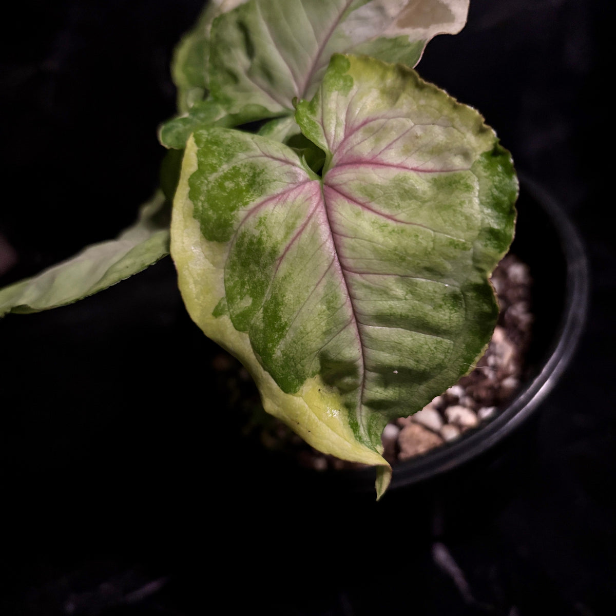 Syngonium Orm thong “5