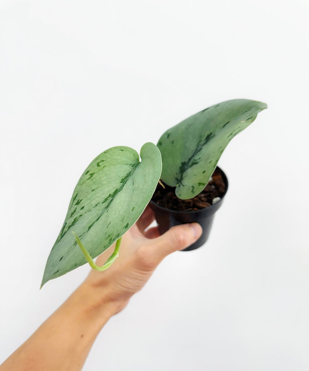 Scindapsus Silver Sierra “4