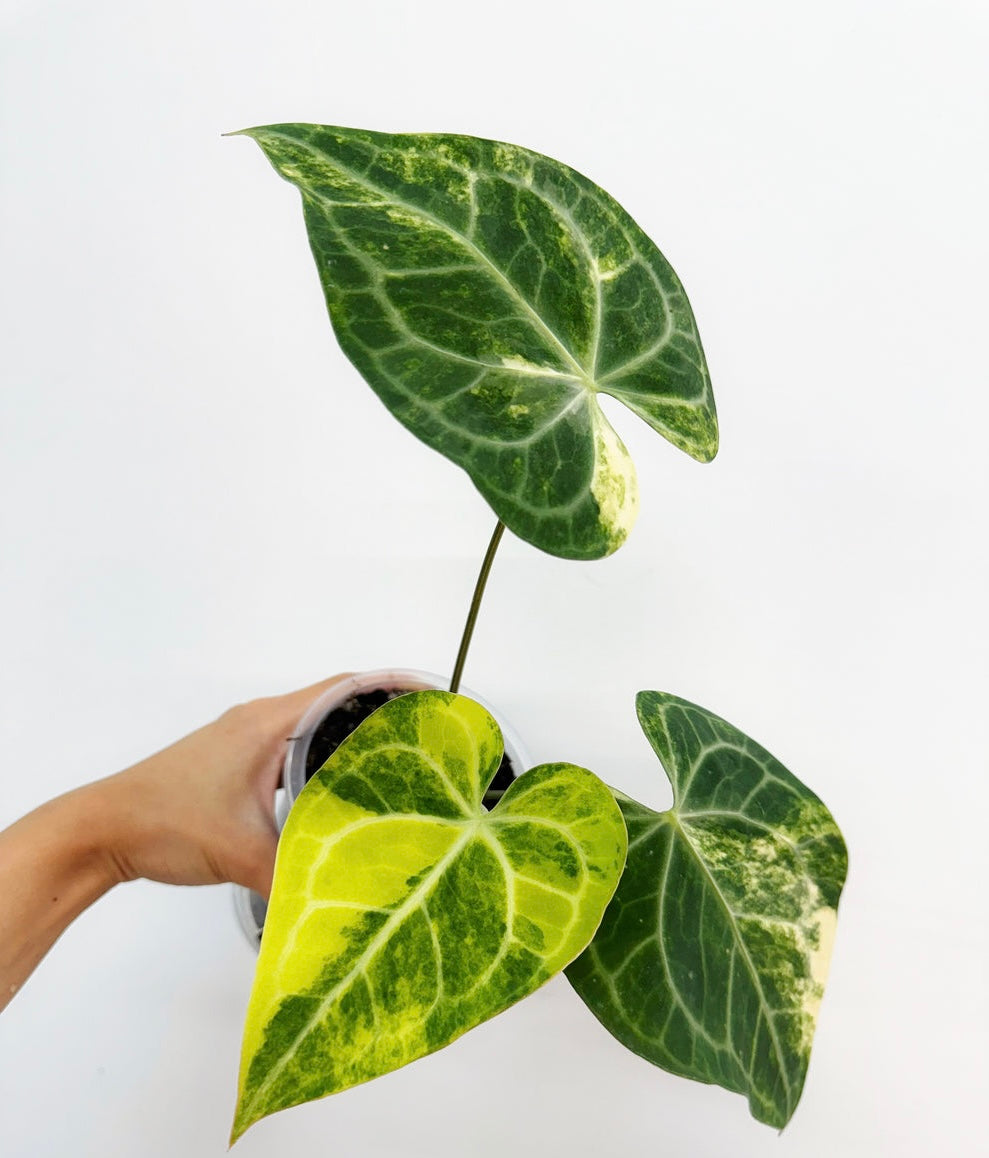 Anthurium Clarinervium Variegado “4