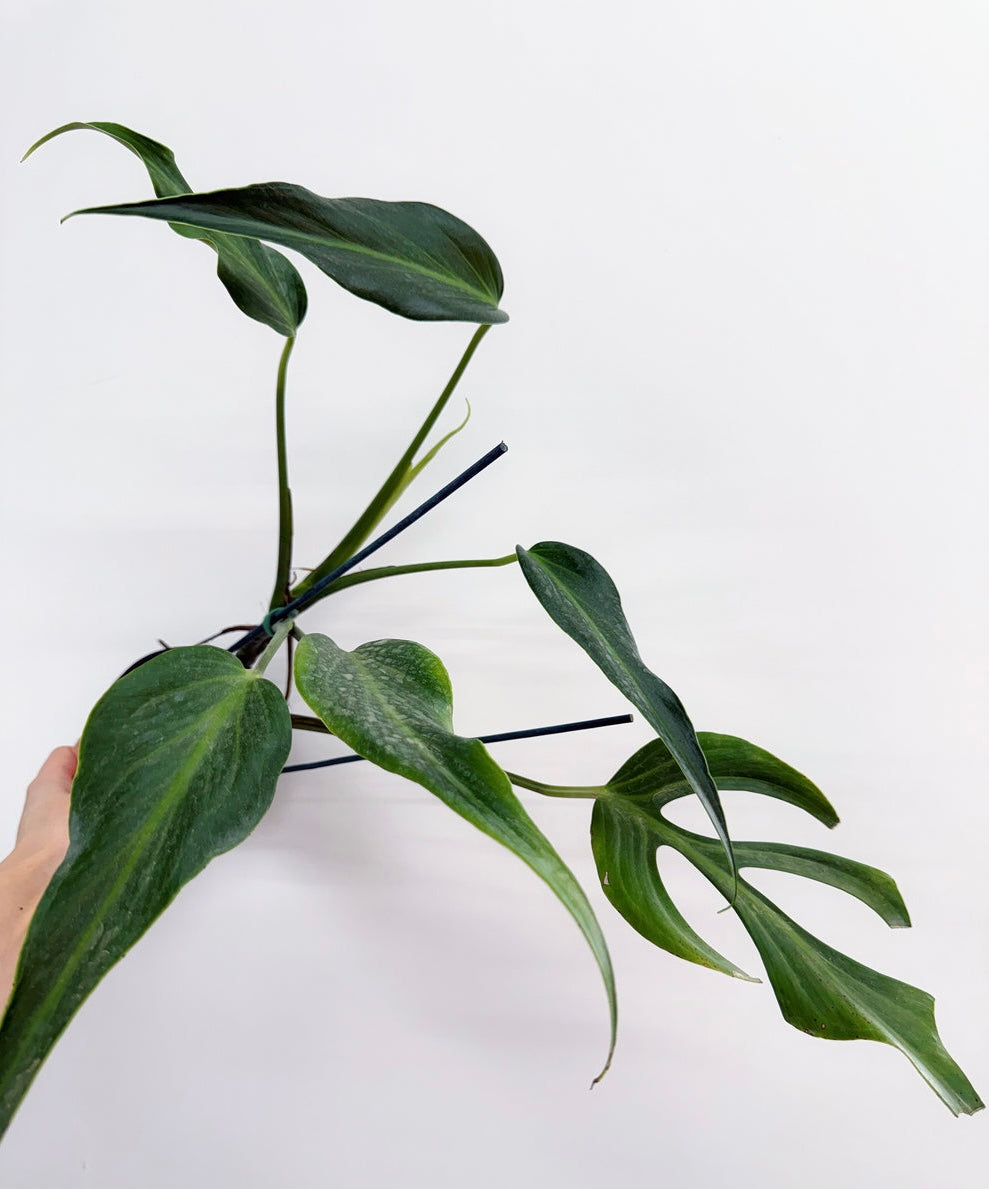 Monstera Burle Marx Flame “6