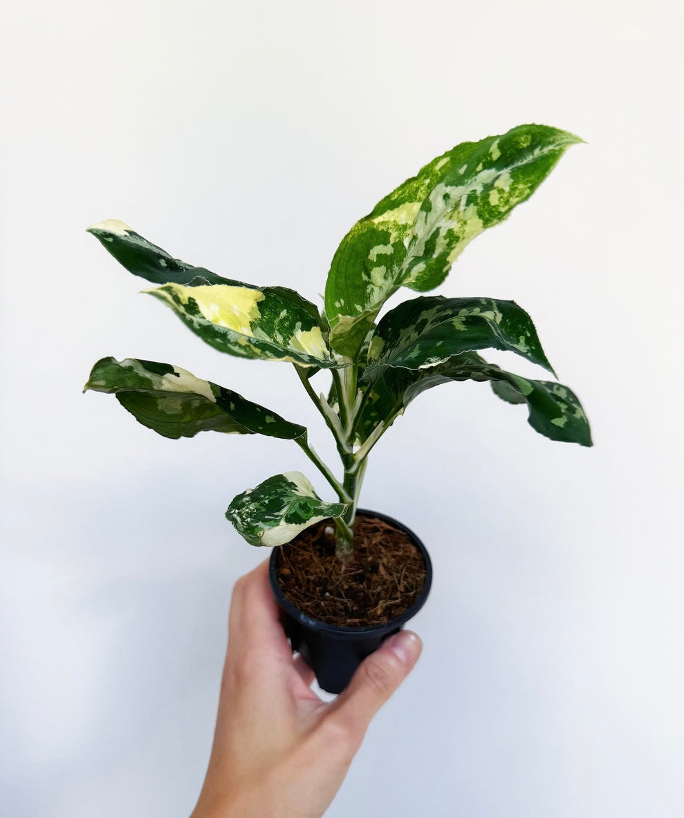 Aglaonema Pictum Tricolor Variegada “4