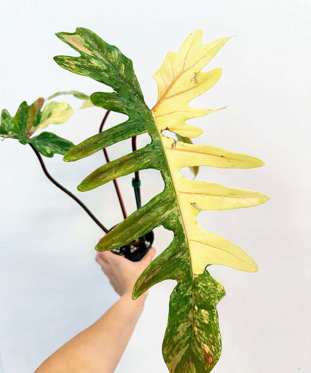Philodendron Florida Beauty x Mayoi “4 (Planta Exacta)
