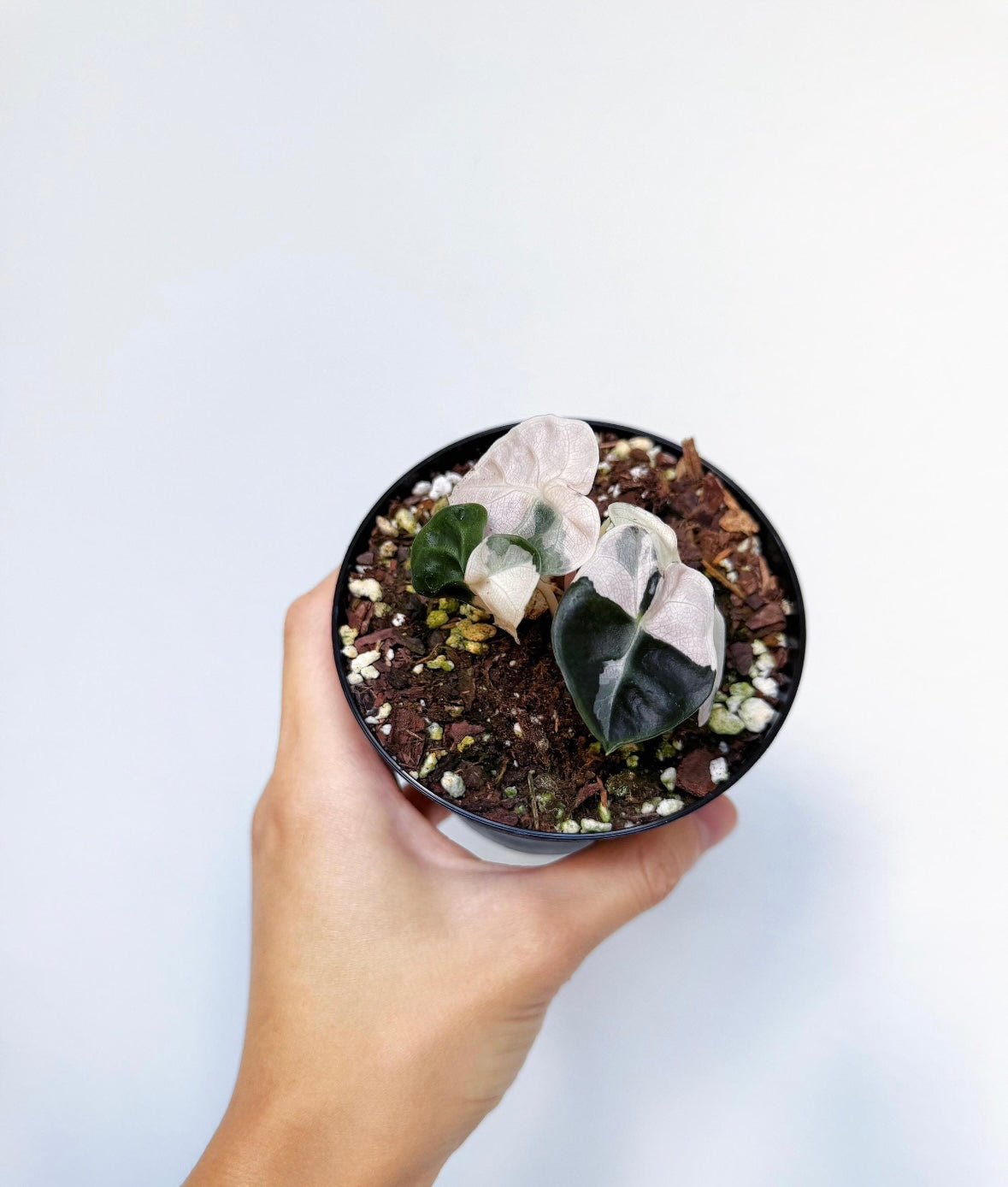 Alocasia Ballon Hearth “4