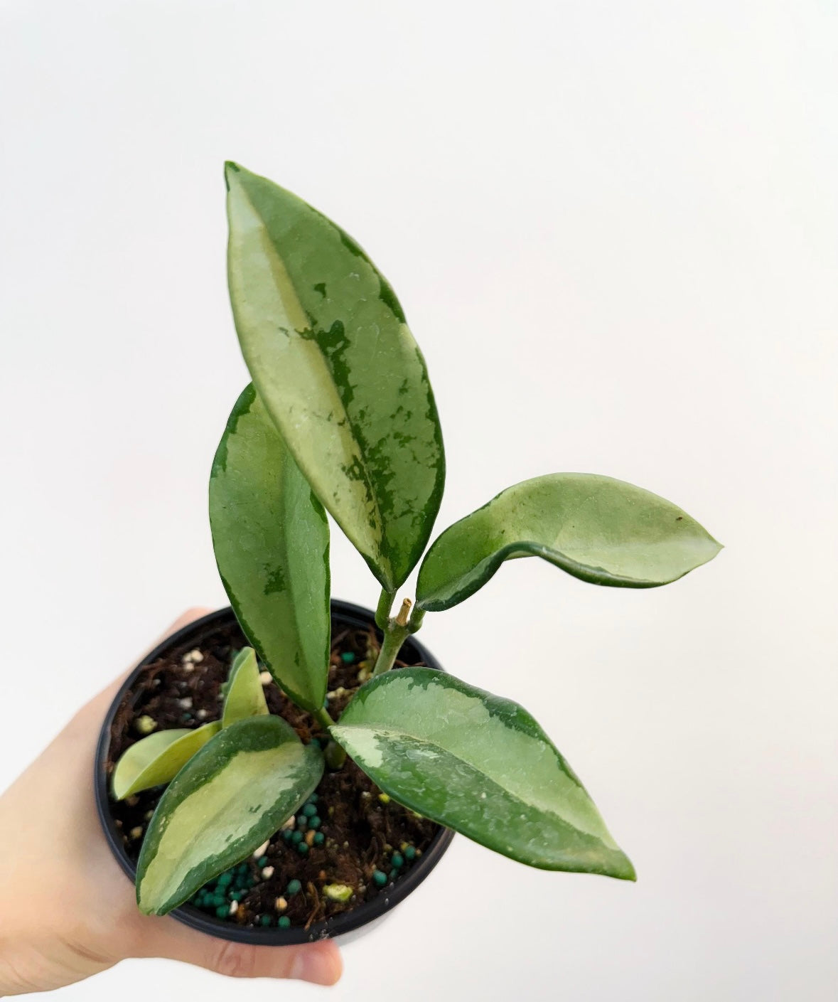 Hoya Silver Moon “4