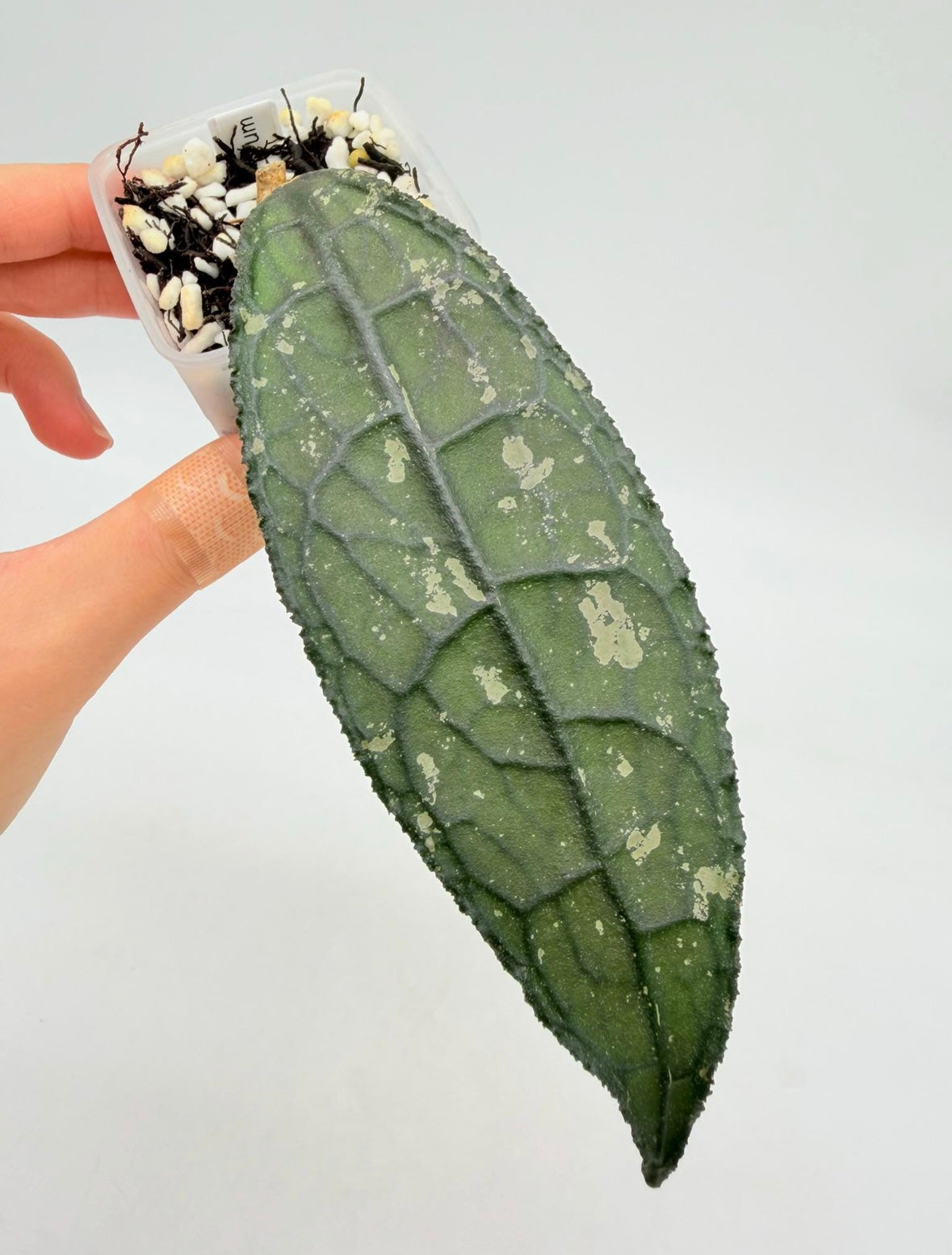 Hoya Clemensiorum Oscura “3