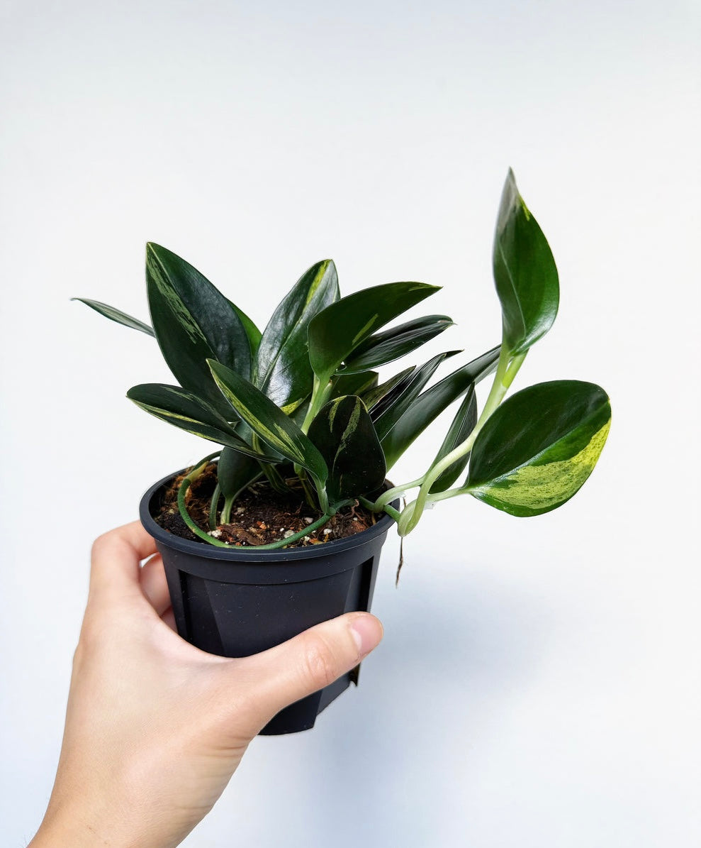 Scindapsus Treubii Dark Form Variegado “4