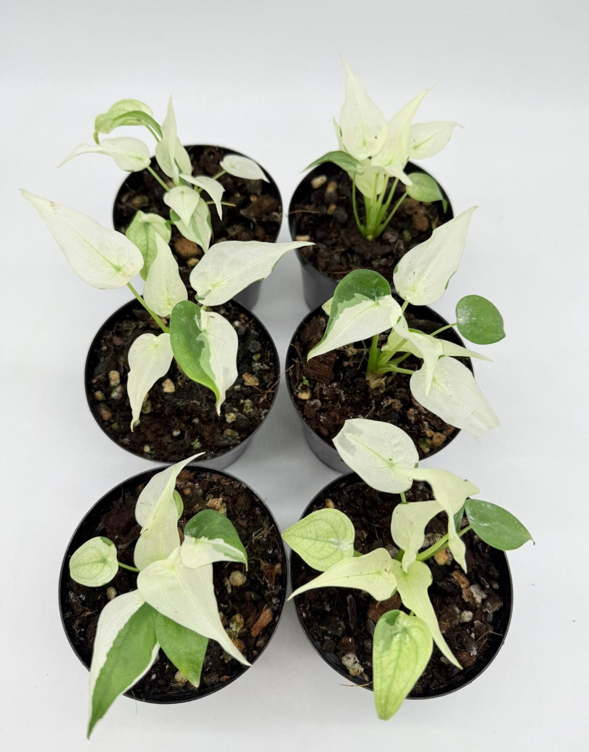Alocasia Cucullata Albo “4