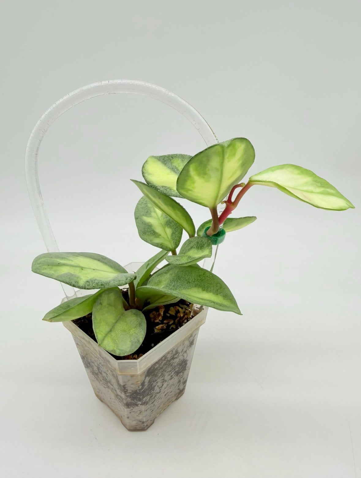 Hoya Argéntea Princess “3