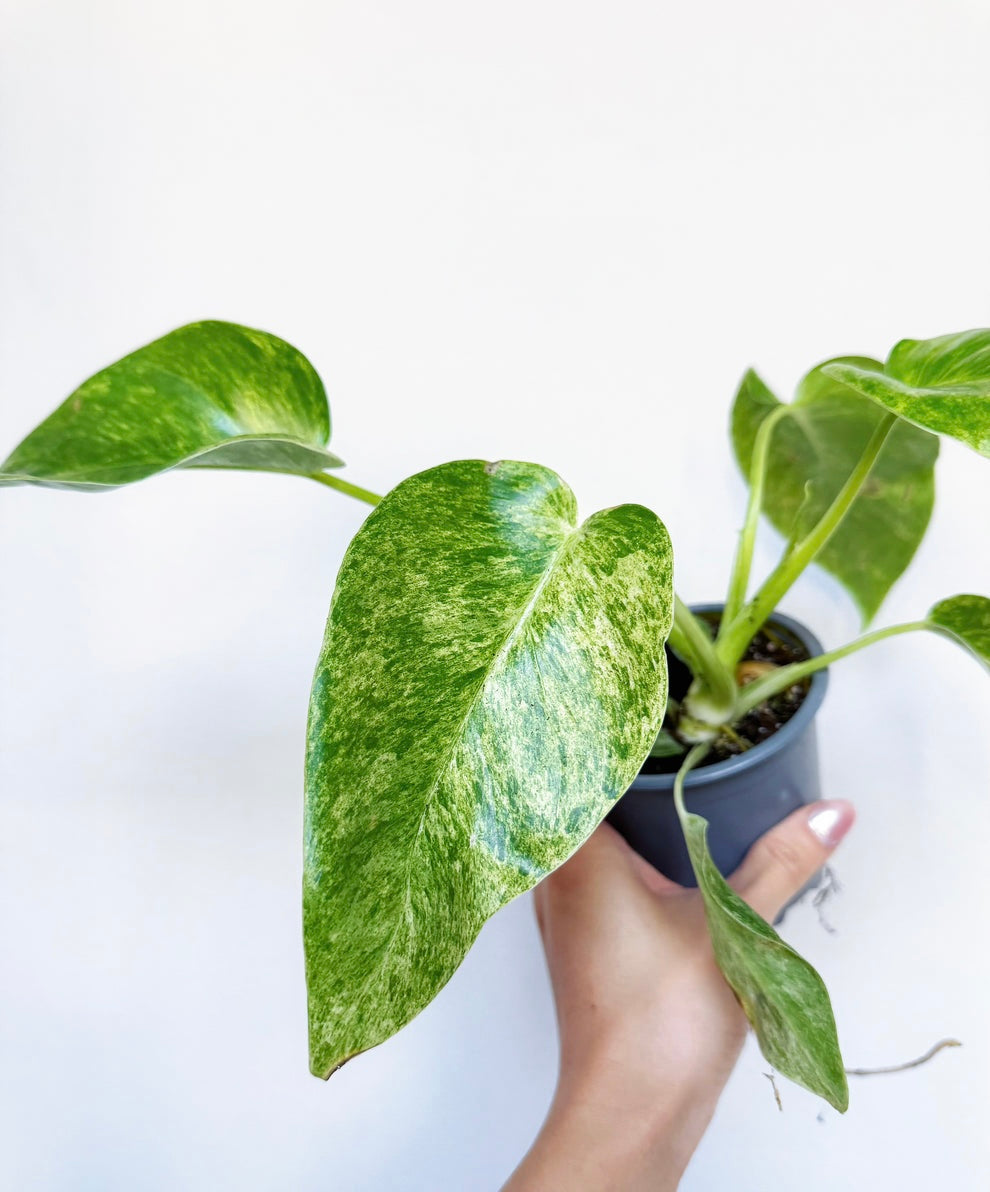 Philodendron Giganteum “4
