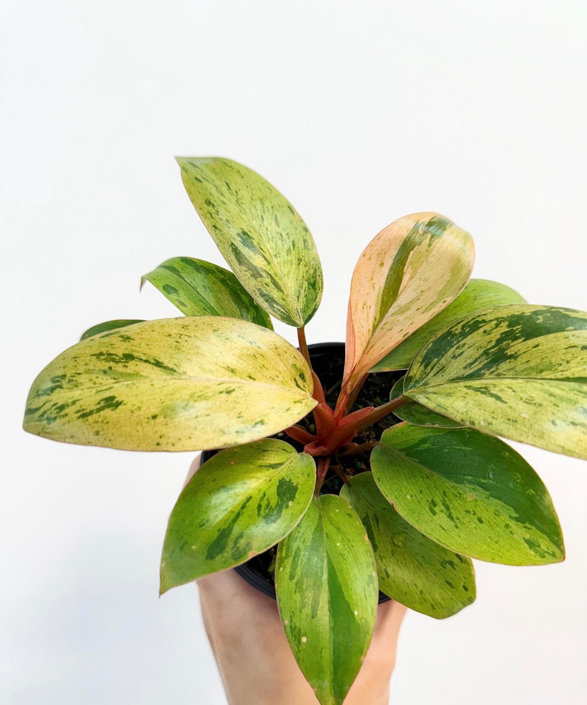 Philodendron Congo Marble “4