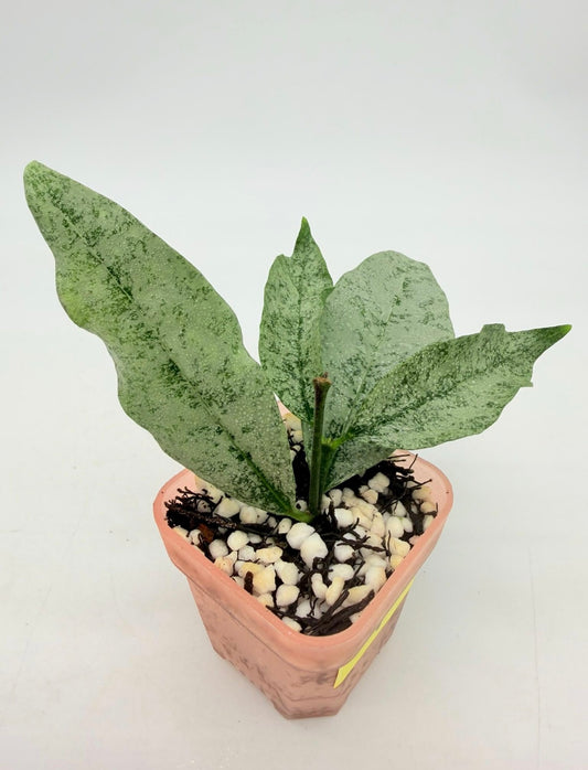 Hoya Amicabilis “3