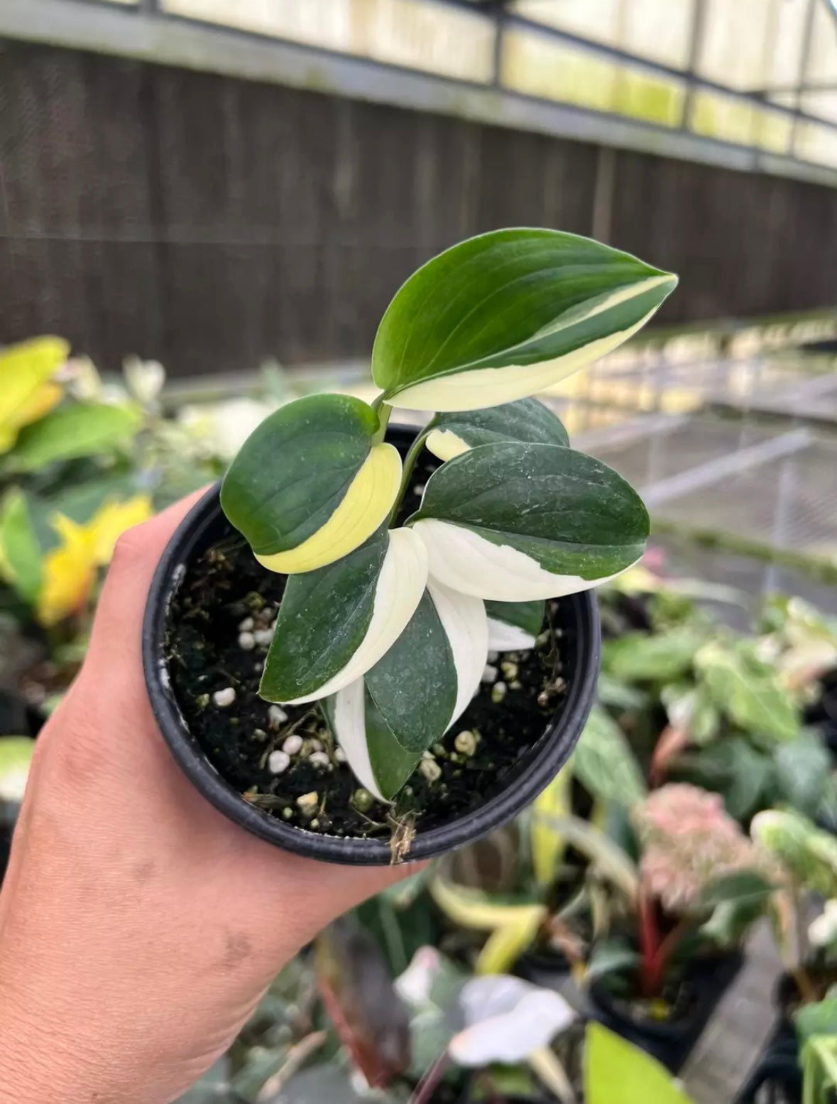 Scindapsus Blue Albo “4