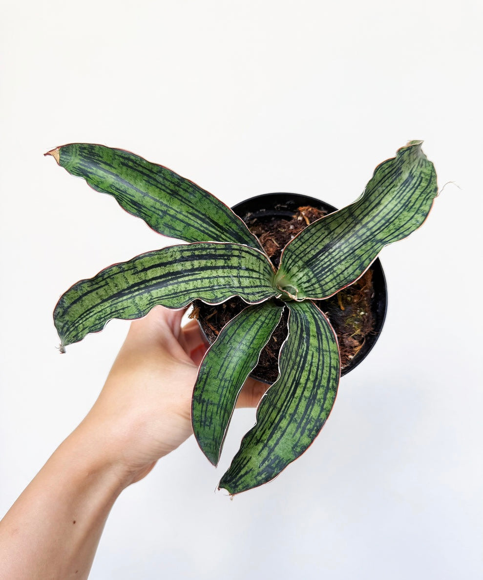 Sansevieria Cleopatra “4