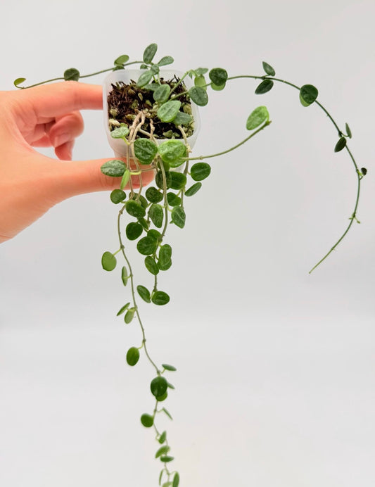 Hoya Serpens Silver “3