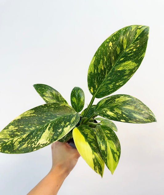 Philodendron Nuclear Congo Variegado "4