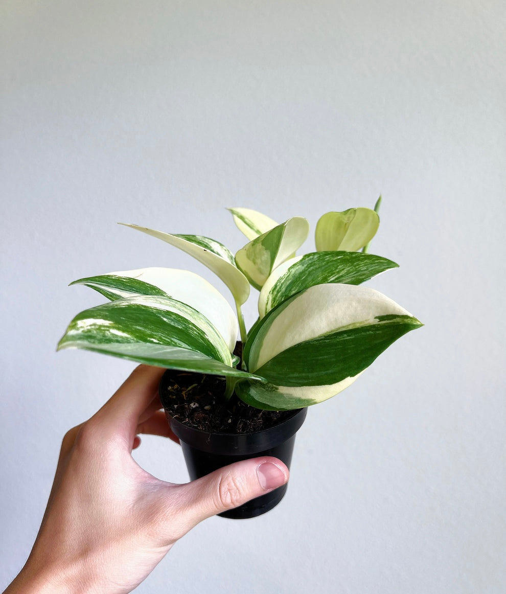 Scindapsus Rubicon "4