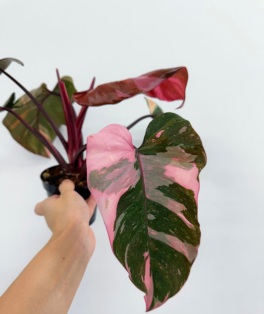 Philodendron Pink Princess Marble King “4