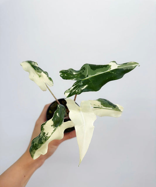 Alocasia Sarian Albo “4