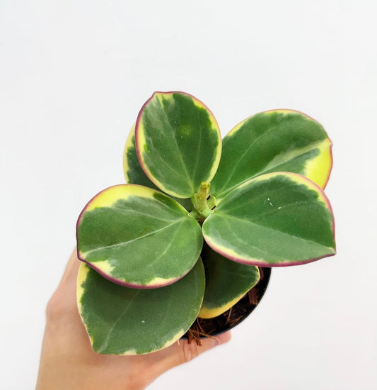 Hoya Pachyclada Variegado Interior  “4