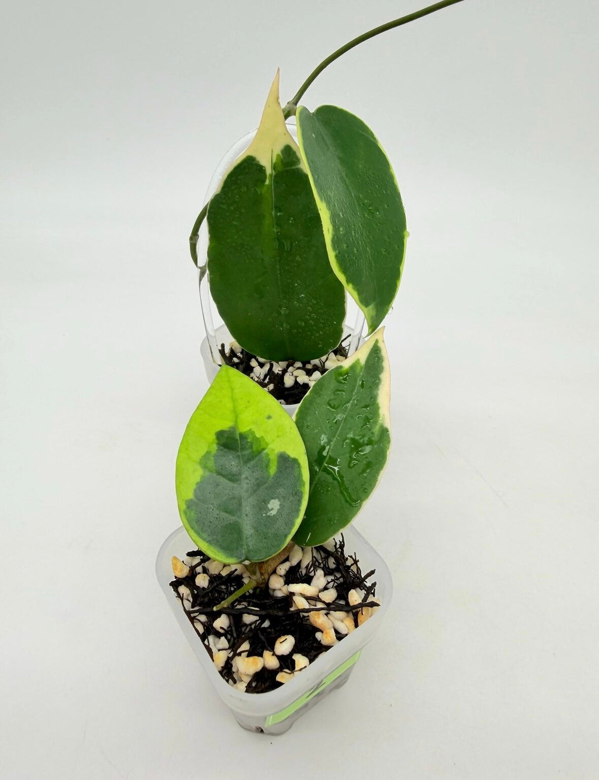 Hoya Verticillata Albo Sp Panglai Variegada “3