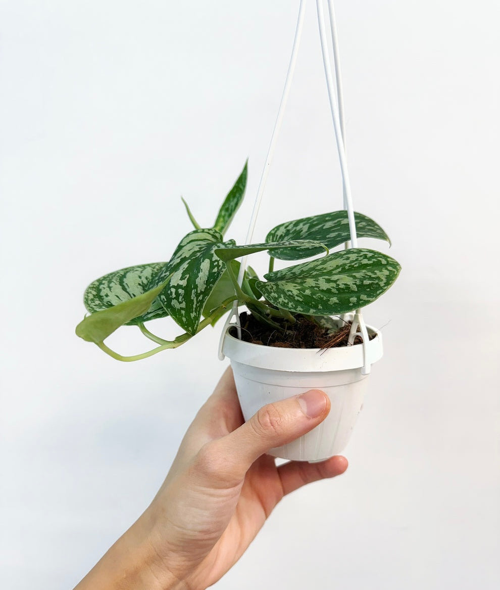 Scindapsus Tricolor “4