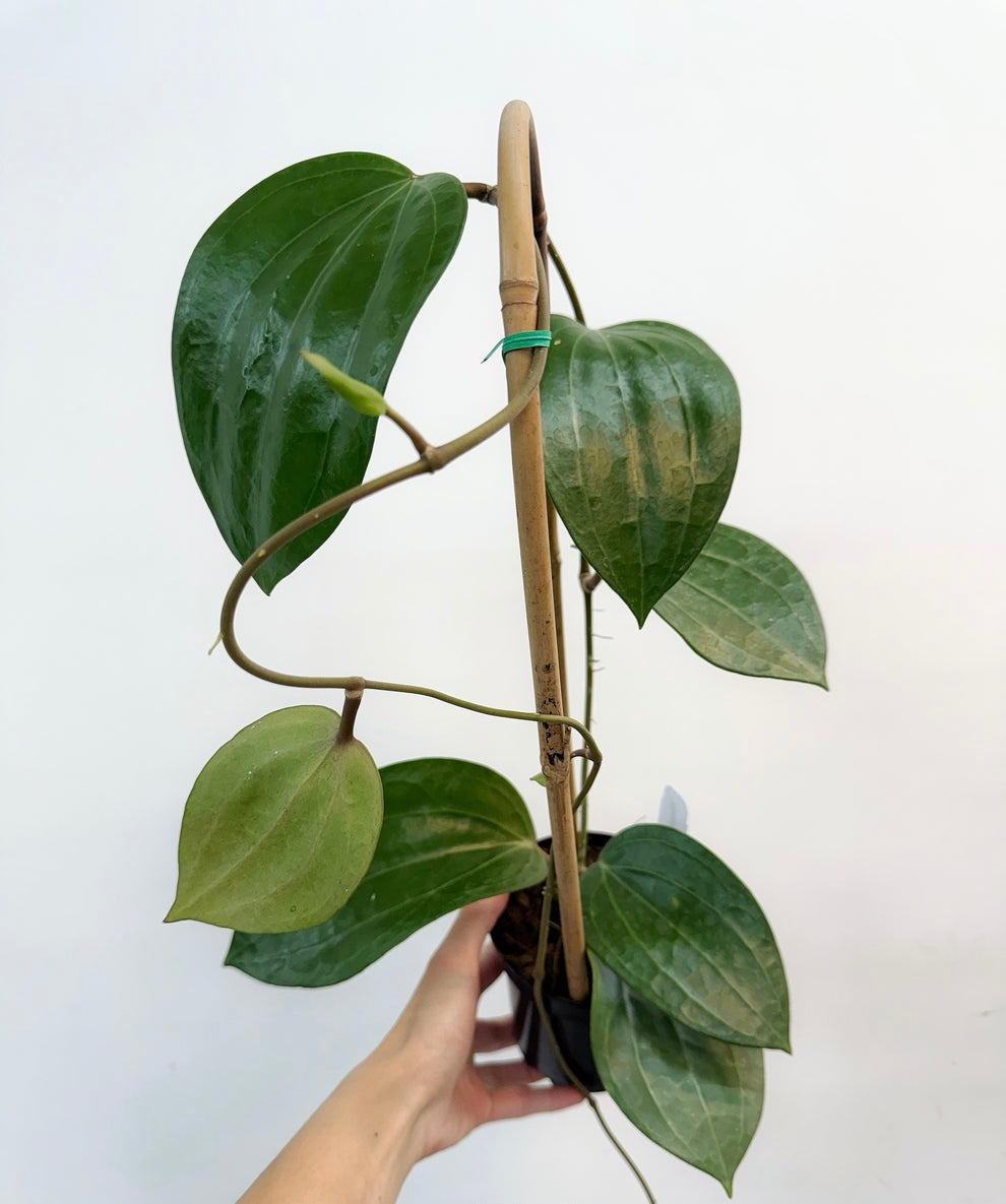 Hoya Latifolia Dinner Plate “4