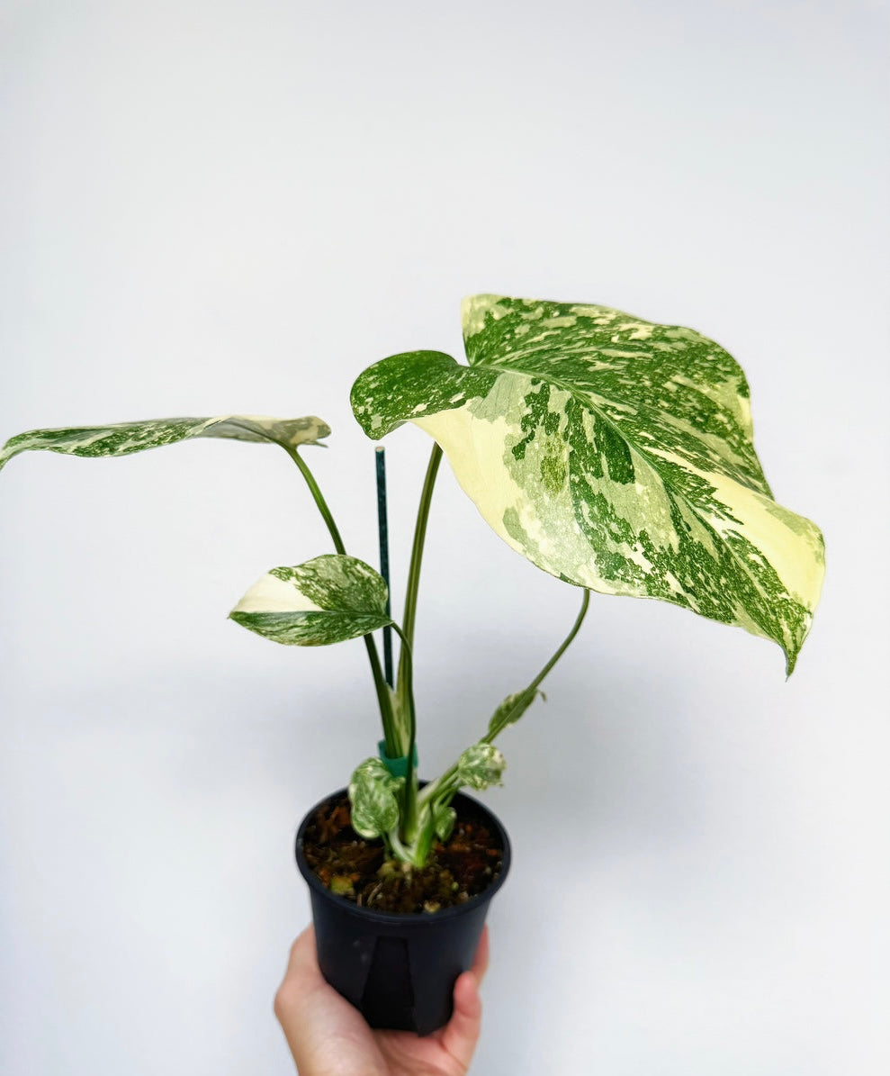 Monstera Thai Crème Brûlée “4