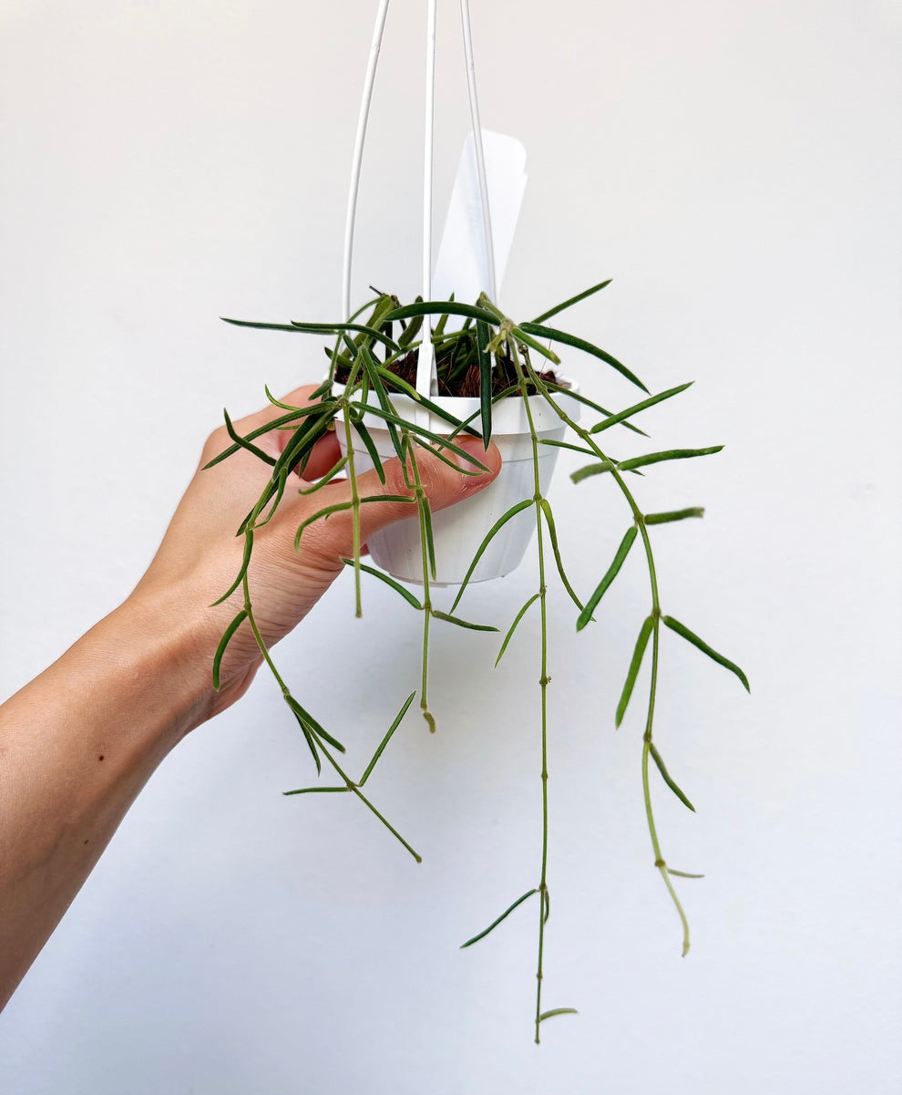 Hoya Linearis “4