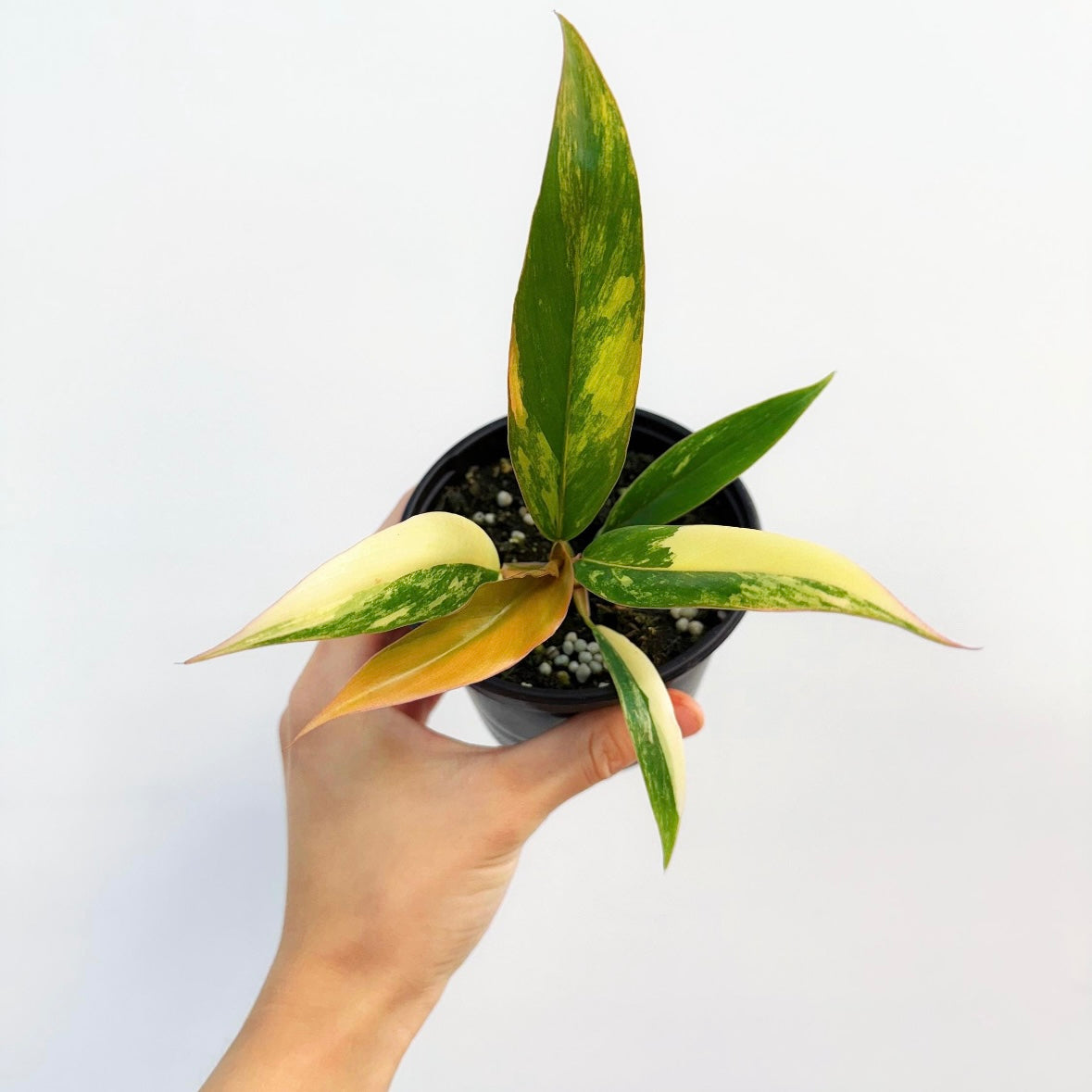 Philodendron Caramel Marble "4