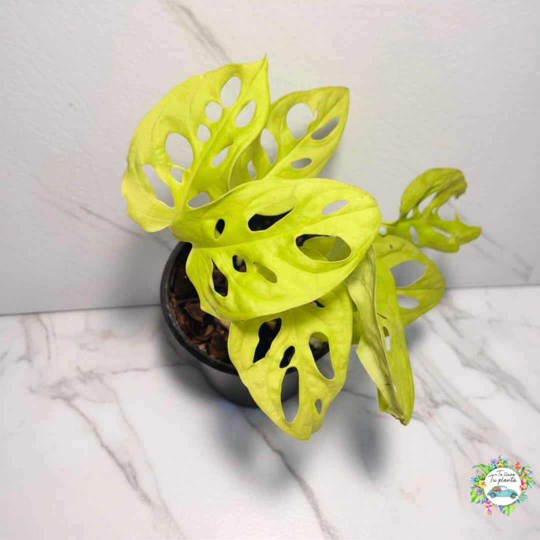 Monstera Adansonii Neon “4