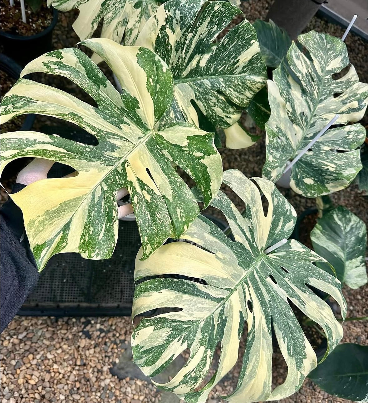 Monstera Thai Crème Brûlée “4