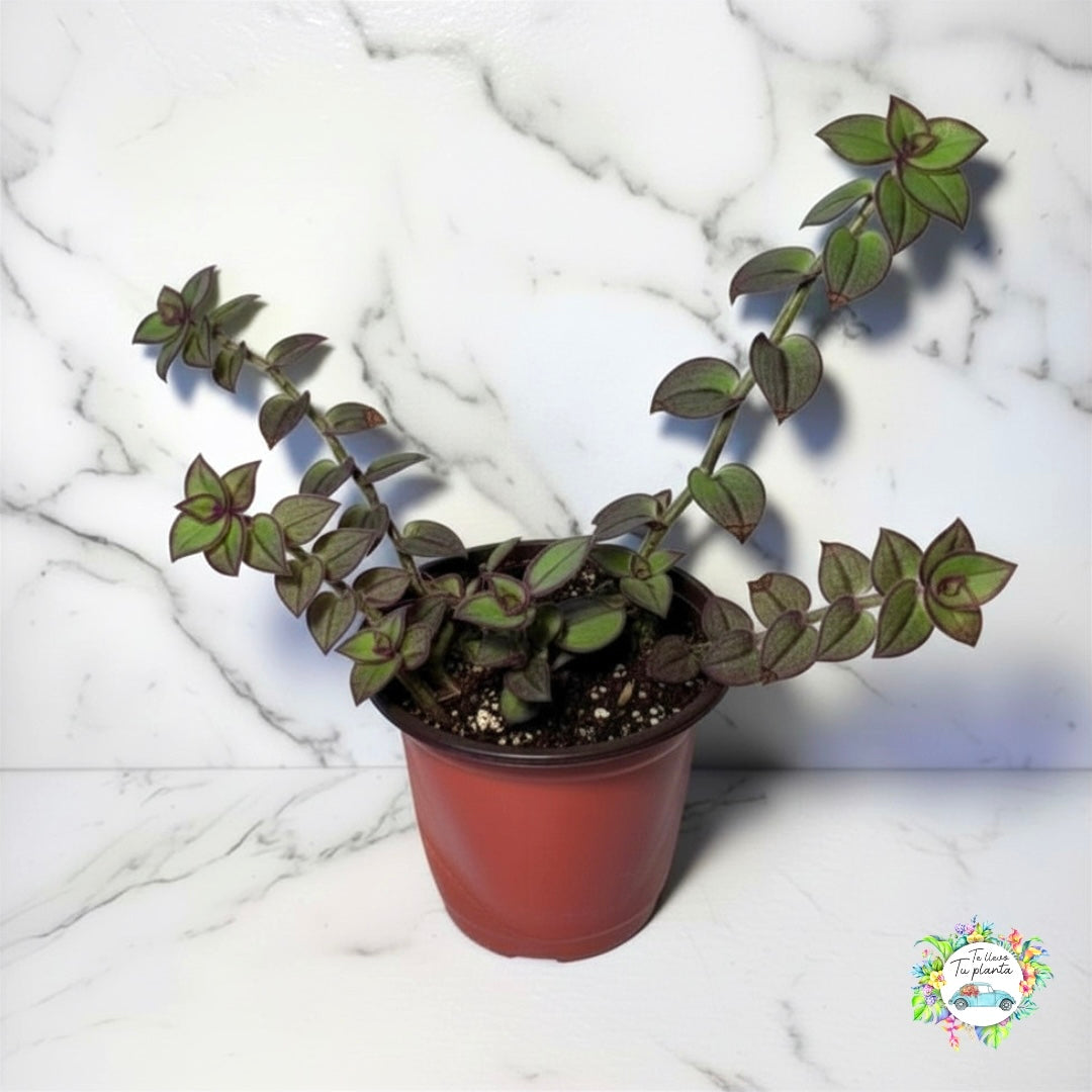 Tradescantia Dragon Tail “4