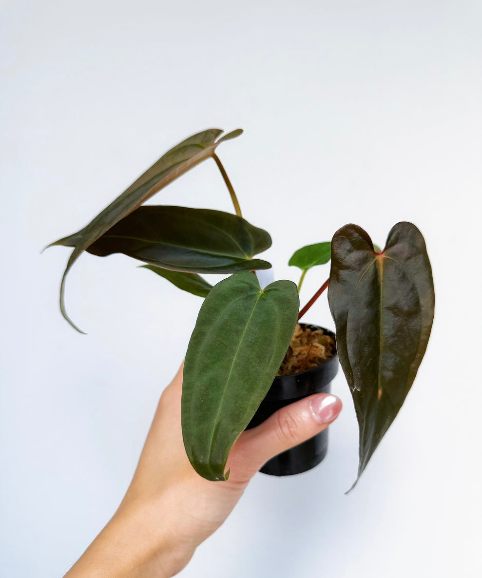 Anthurium (Dark Handsome x Red Velvet Cake) x RL 4”
