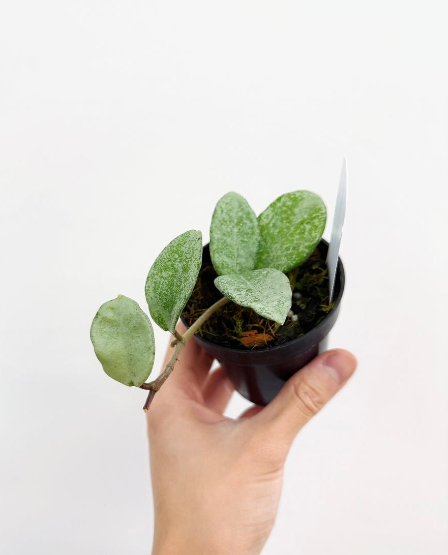 Hoya Nova Ghost “4