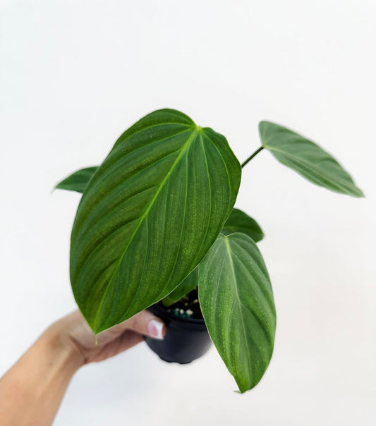 Philodendron Fuzzy Petiole "4