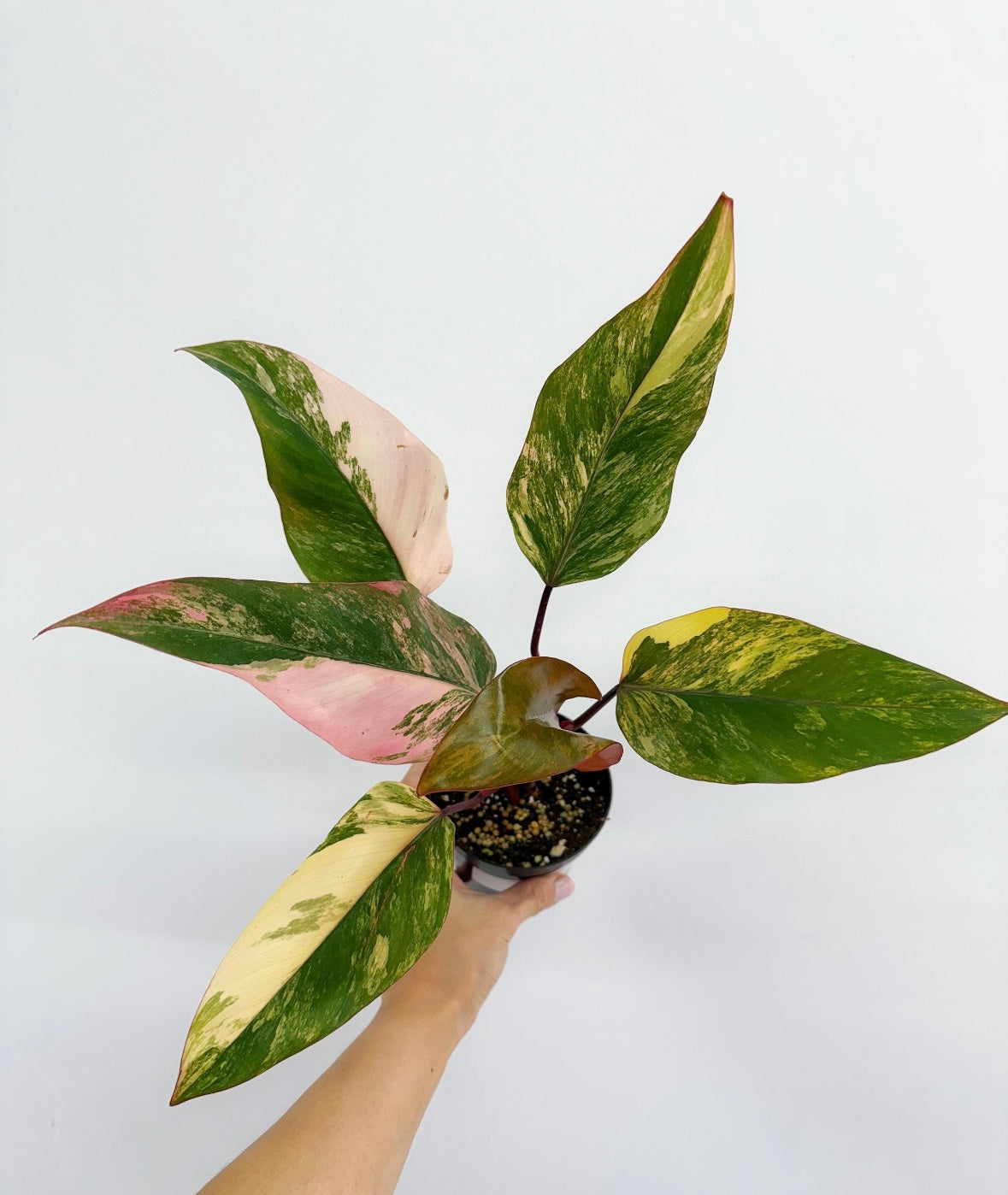 Philodendron Strawberry Shake "4