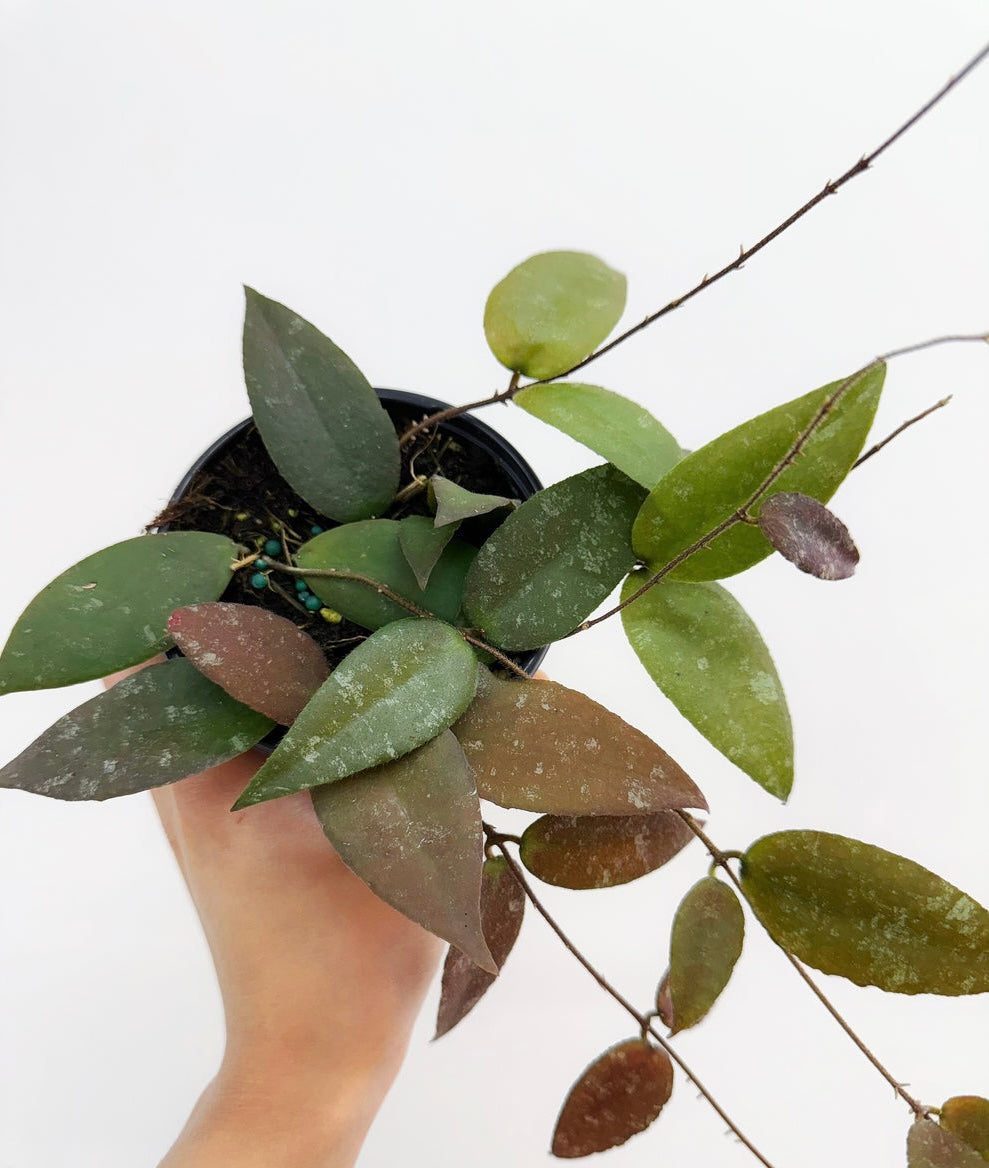 Hoya Caudata "4 (colgante)