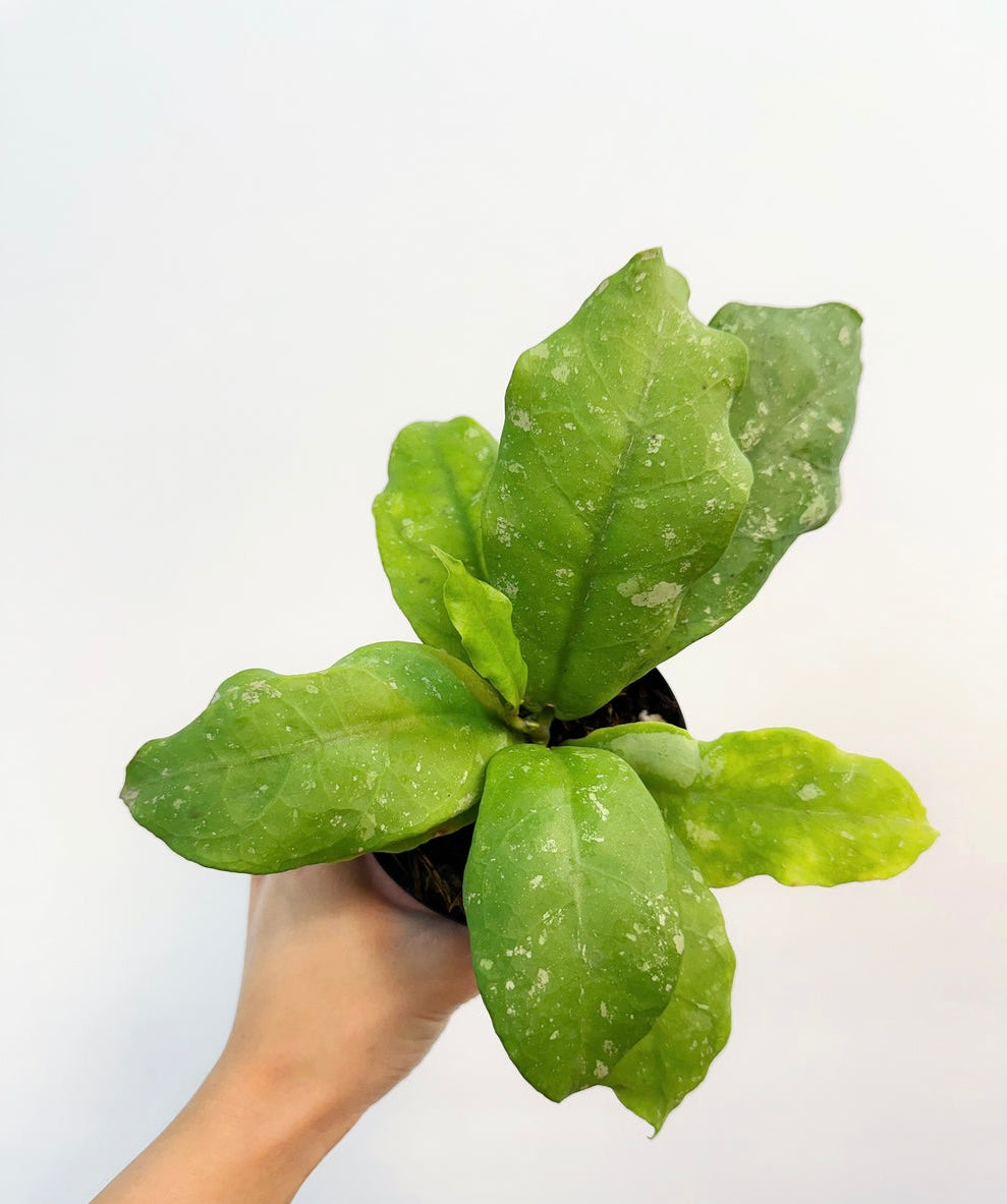 Hoya Mitrata Splash “4