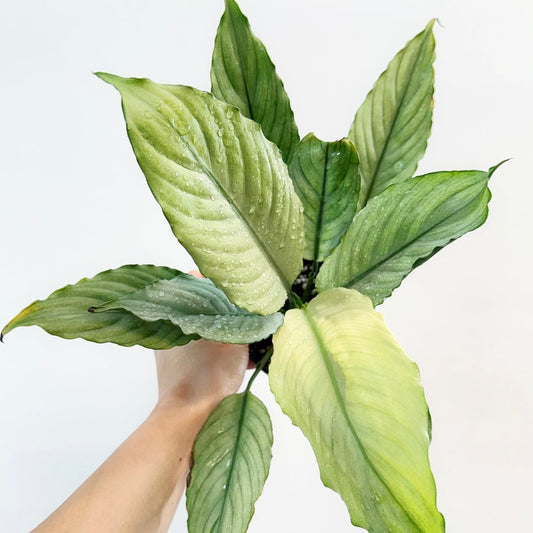 Spathiphyllum Grey Ghost “5