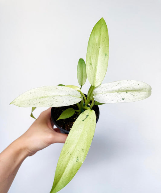 Philodendron Whipple Way “4