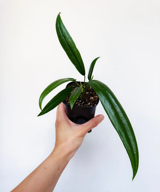 Anthurium Bakeri “4